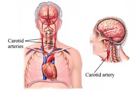 Сонные артерии на шее человека фото. Где находится Сонная артерия у человека на шее фото. Где находится сонаяэртерия. Где находится Сонная артер я. Где находится зона артерия.